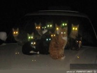 644546 505903796135443 1138481780 n