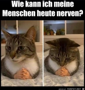 Katze-berlegt.jpg auf www.funpot.net
