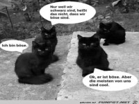 Schwarze Katzen