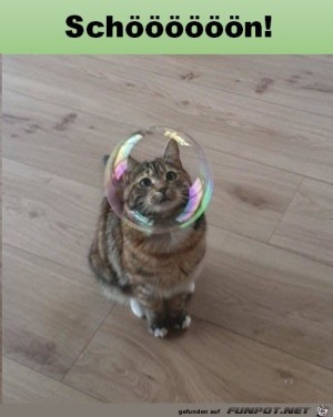 Katze-mit-Seifenblase.jpg auf www.funpot.net