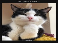 Nachdenkliche Katze hrt gespannt zu