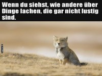 Mrrischer Fuchs hat genug von schlechten Witzen