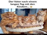 Papa Katze ist fix und fertig!
