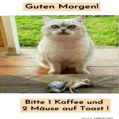 Katze-startet-den-Tag-mit-M&auml;use-Fr&uuml;hst&uuml;ck.jpg von Queen92