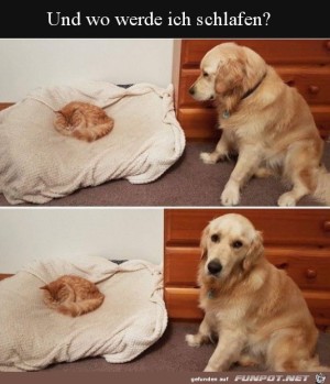 Schlafplatz-ist-besetzt.jpg auf www.funpot.net