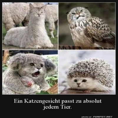 Katzengesichter-in-witzigen-Tieren.jpg von Tammo29