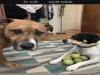 Der Tennisball-Krieg beginnt!