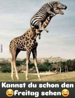 Zebra-auf-Aussichtstour!.jpg auf www.funpot.net