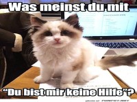 Katzen-Kompetenzzentrum am Arbeitsplatz!