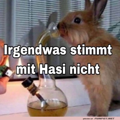 Hasi's-unerwartetes-Experiment.jpg von Ida-1969