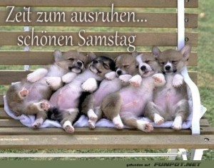 Corgi-Kuschel-Weltmeisterschaft!.jpg auf www.funpot.net