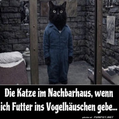 Wenn-die-Katze-einen-'Futter-Plan'-schmiedet.jpg von Nele68