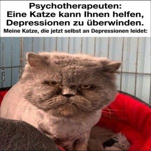 Wenn-die-Katze-selbst-Therapie-braucht.jpg von Sophie48