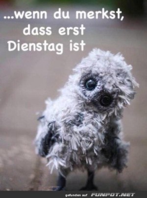 Erst-Dienstag.jpg auf www.funpot.net