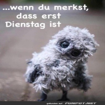 Erst-Dienstag.jpg von Goldlocke
