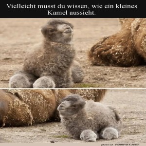 Kleine-H�cker,-gro�e-Abenteuer!.jpg von Queen40