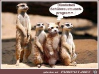Sch�leraustauschprogramm