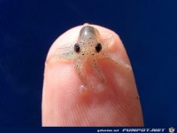 baby-octopus