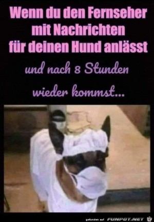 Hund-hat-ferngesehen.jpg auf www.funpot.net