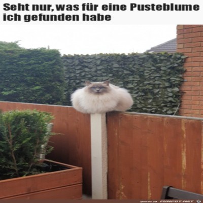 eine-Pusteblume.jpg von Noah75