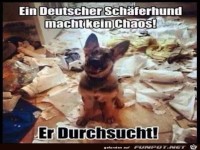 Deutscher Sch�ferhund