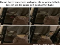 Katze ist verlegen