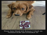 Hund zerreit Reisepass