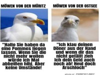 M�wen: Pommesliebhaber vs. D�ner-Bandit