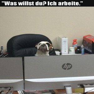 fun-Bild: B&uuml;rohund &uuml;bernimmt die Schicht