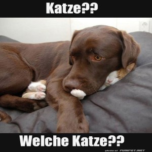 fun-Bild: Hund und Katze im unsichtbaren Versteckspiel