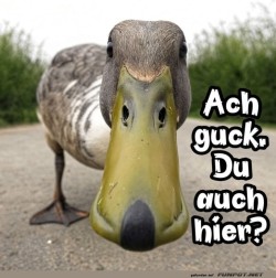 Ente-im-Close-up:-�berraschung!.jpg auf www.funpot.net