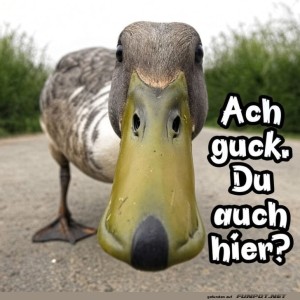 Ente-im-Close-up:-�berraschung!.jpg von Josie-96