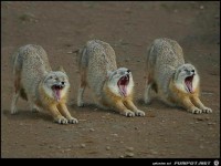 gaehnen ist ansteckend