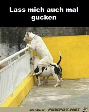 Lass-mich-auch-gucken.jpg auf www.funpot.net