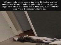 Katze k�nnte Schauspieler sein