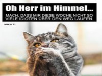 Katze mit humorvollem Spruch