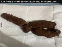 Optische T�uschung: S��e Welpen oder etwas anderes?