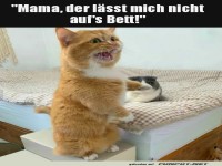 Katzenkrise im Schlafzimmer!