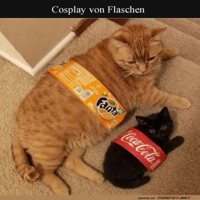 Kohlens&auml;ure-Katzen:-Das-prickelnde-Duo.jpg von Zauberfee