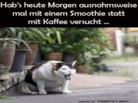 Katerfr�hst�ck: Smoothies sind nicht jedermanns Sache!
