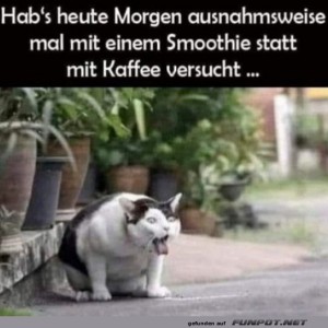 fun-Bild: Katerfr&uuml;hst&uuml;ck: Smoothies sind nicht jedermanns Sache!