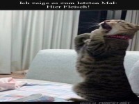 Katze hat Hunger