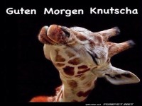 Guten Morgen