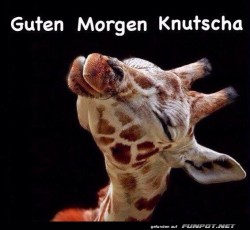 Guten-Morgen.jpg auf www.funpot.net