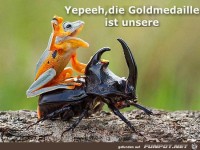 die Goldmedaille...