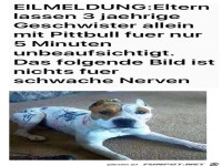 Gefährlicher Pittbull