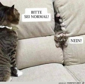 Kleine-Katze---bitte-sei-normal.jpg auf www.funpot.net