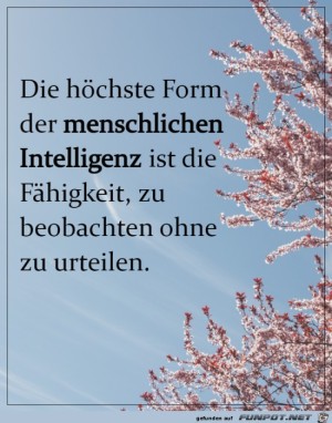 Die-hchste-Form-der-Intelligenz.jpg auf www.funpot.net