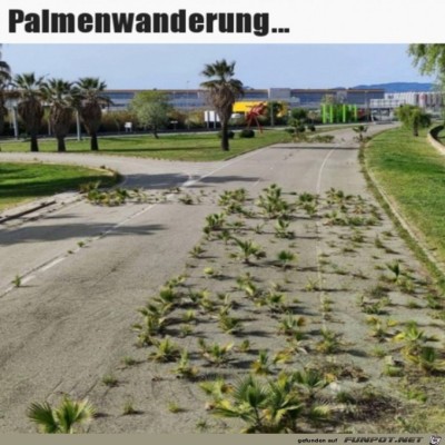 Die-Palmen-machen-einen-Ausflug.jpg von Alina