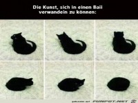 Ein Katzenball
